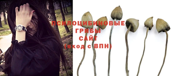 хмурый Аркадак